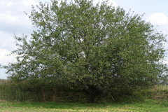P1790085x