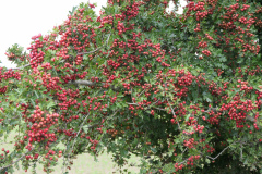 P1790087